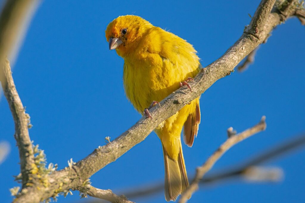 bird, saffron finch, ornithology-7071662.jpg